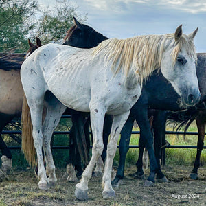 Nova the Alpine Mare