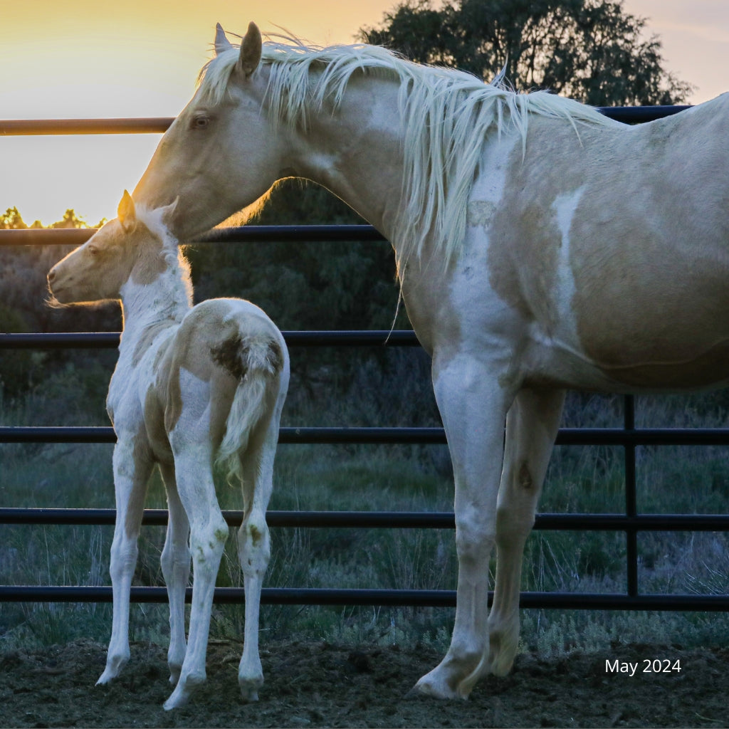 Luna the Reservation Mare