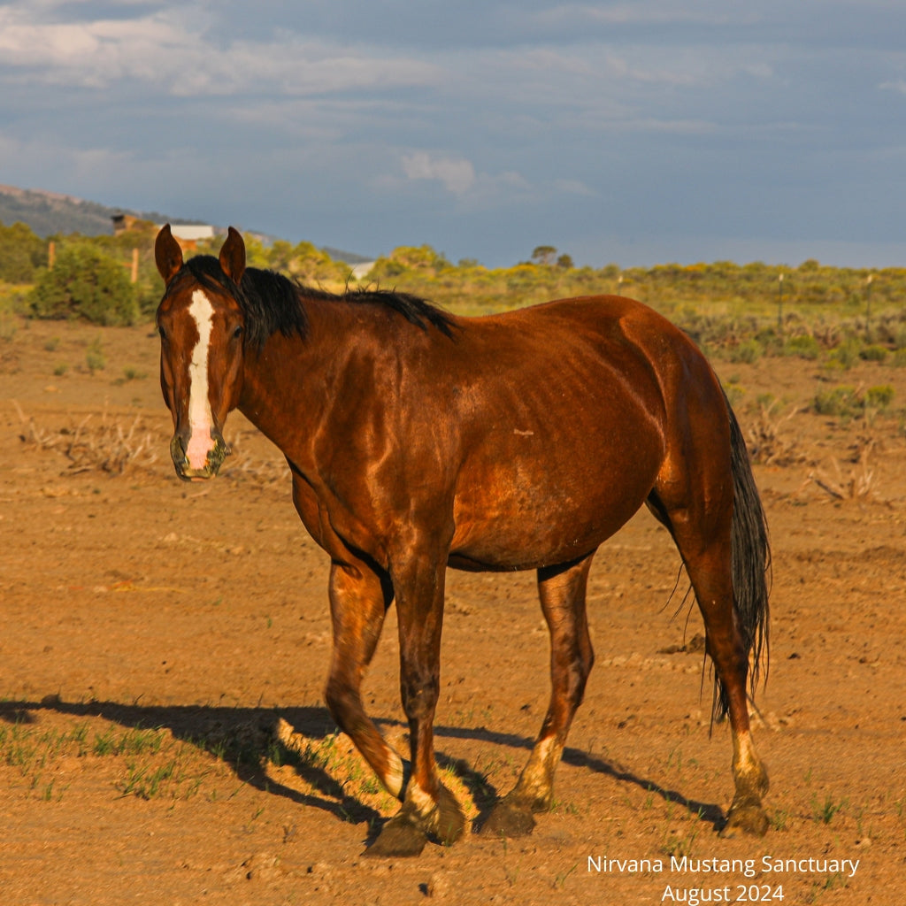 Fox the Alpine Mare