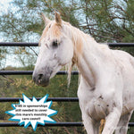 Load image into Gallery viewer, Nova the Alpine Mare
