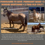 Load image into Gallery viewer, $15,153 raised out of $18,500 to rescue Corinne, Bella, Max, and Apache from McLean TX Kill Pen!
