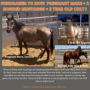 $15,153 raised out of $18,500 to rescue Corinne, Bella, Max, and Apache from McLean TX Kill Pen!