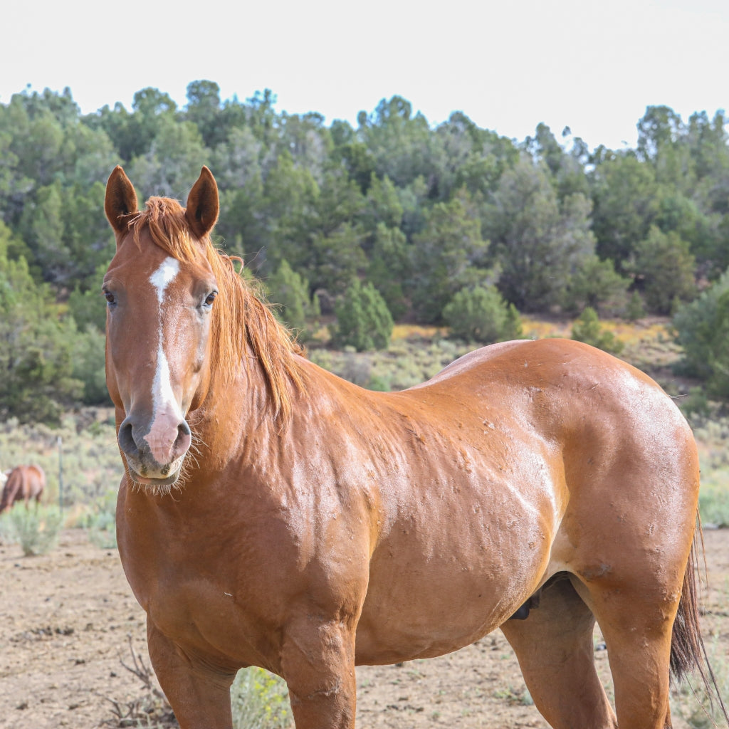 Tank the Alpine Gelding