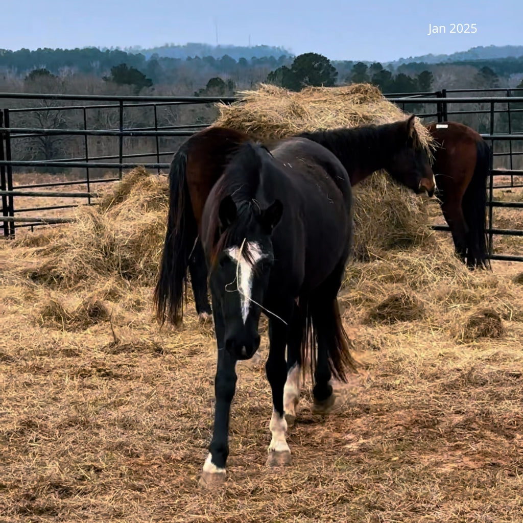 ROAR Mustang Mare