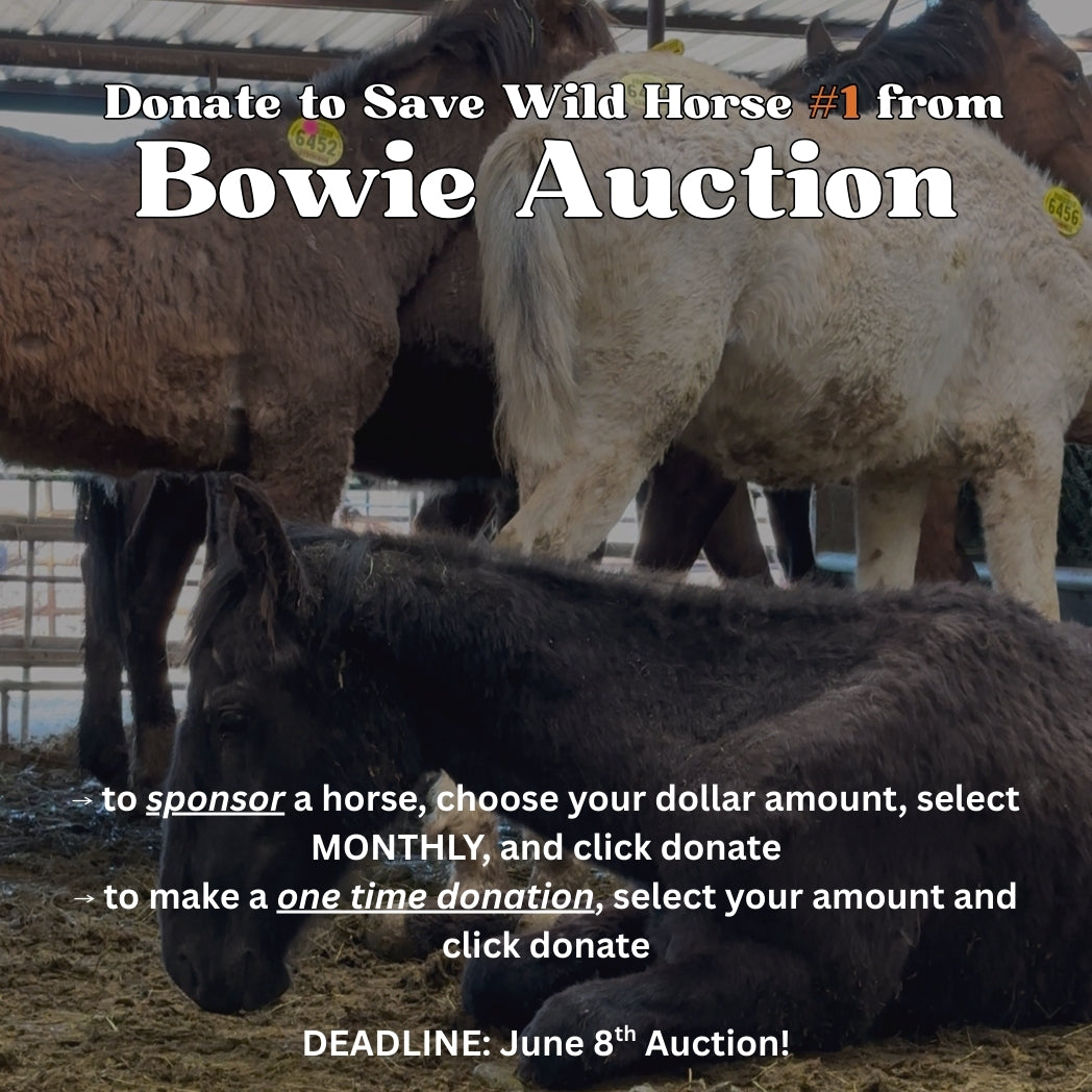 $3,285 in One Time Donations & $200 in Monthly Sponsorships Needed for Wild Horse #1 to be SAFE!!!