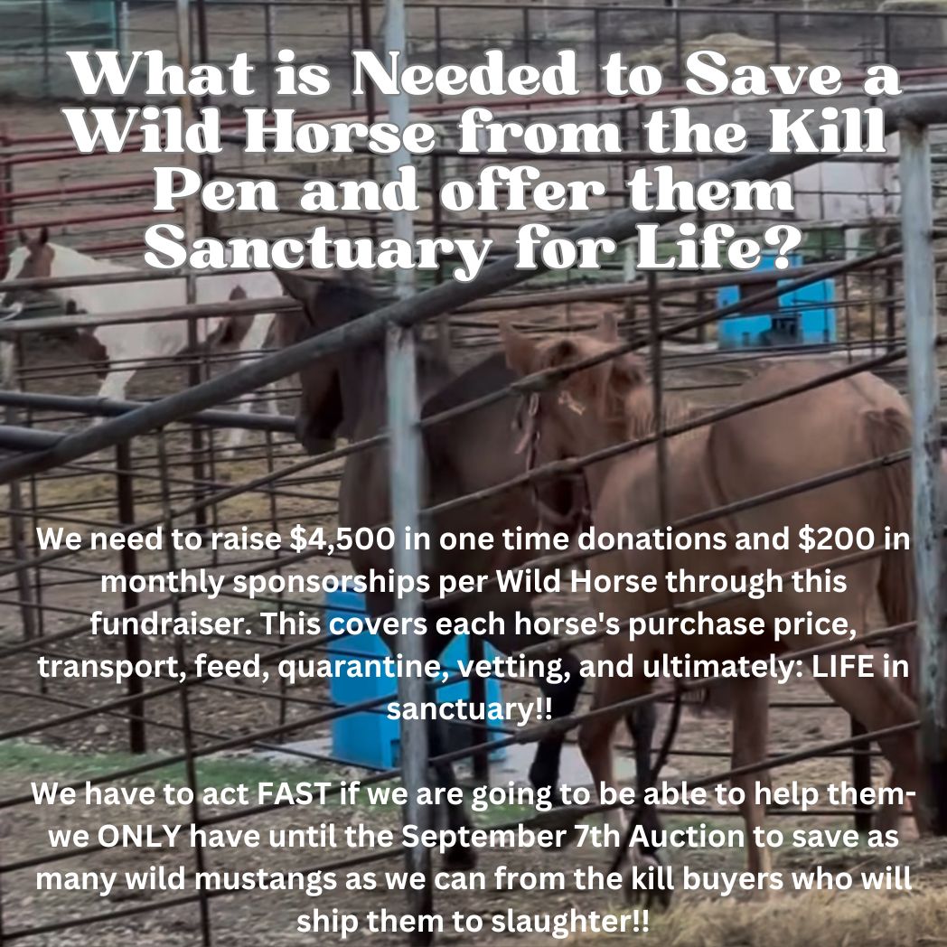 $1,600 in MONTHLY SPONSORSHIPS still needed to save 10 Mustangs from Kill Buyers at 9/07 Bowie Auction!!