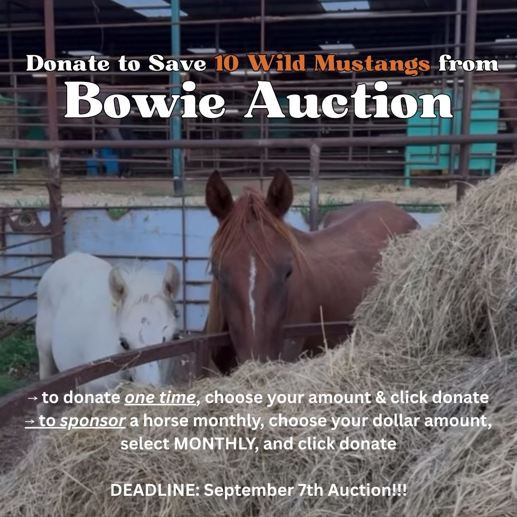 $1,600 in MONTHLY SPONSORSHIPS still needed to save 10 Mustangs from Kill Buyers at 9/07 Bowie Auction!!