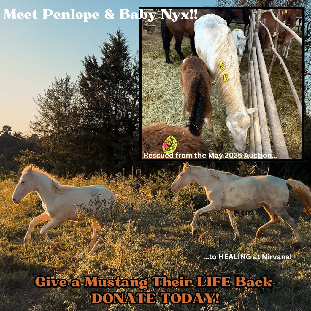 $66,220 in one-time donations and $3,000 in MONTHLY SPONSORSHIPS still needed to save 15 Mustangs from Kill Buyers at 10/05 Bowie Auction!!