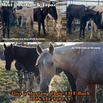 Load image into Gallery viewer, $66,220 in one-time donations and $3,000 in MONTHLY SPONSORSHIPS still needed to save 15 Mustangs from Kill Buyers at 10/05 Bowie Auction!!
