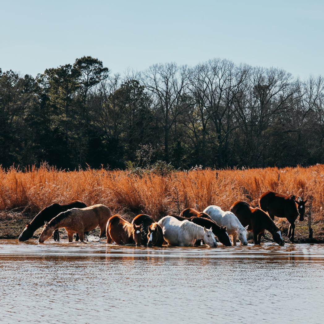 Alpine Herd Sponsorship