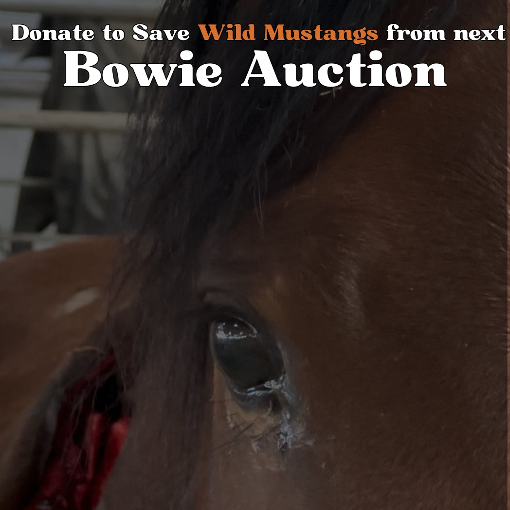 Donate to Rescue Horses from Next Bowie Auction!