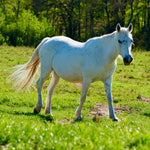 Load image into Gallery viewer, Guinevere
