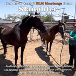 Load image into Gallery viewer, $8,000 left to raise to rescue 2 Mustang Mares from Kill Pen
