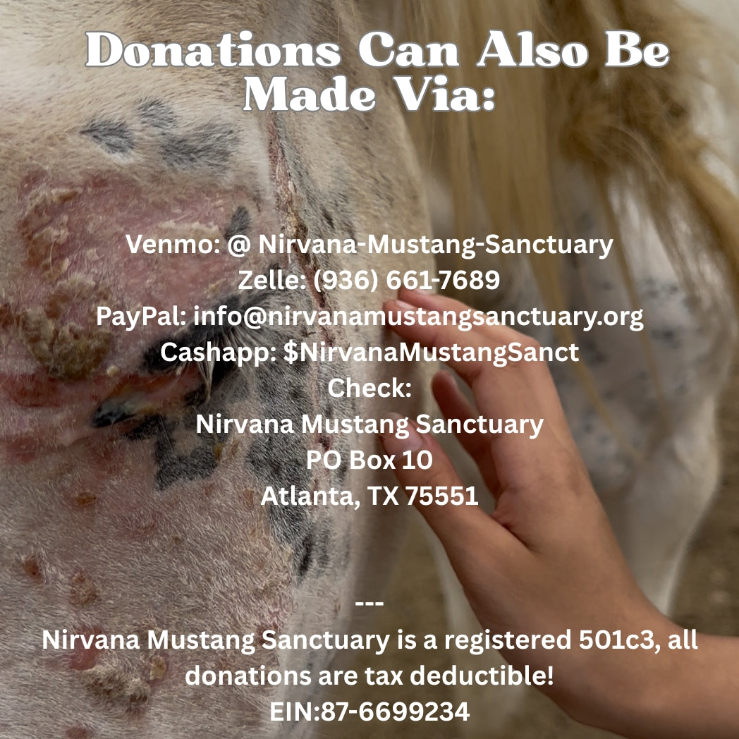 $3,100 in MONTHLY SPONSORSHIPS still needed to save 16 Mustangs from Kill Buyers at Auction!