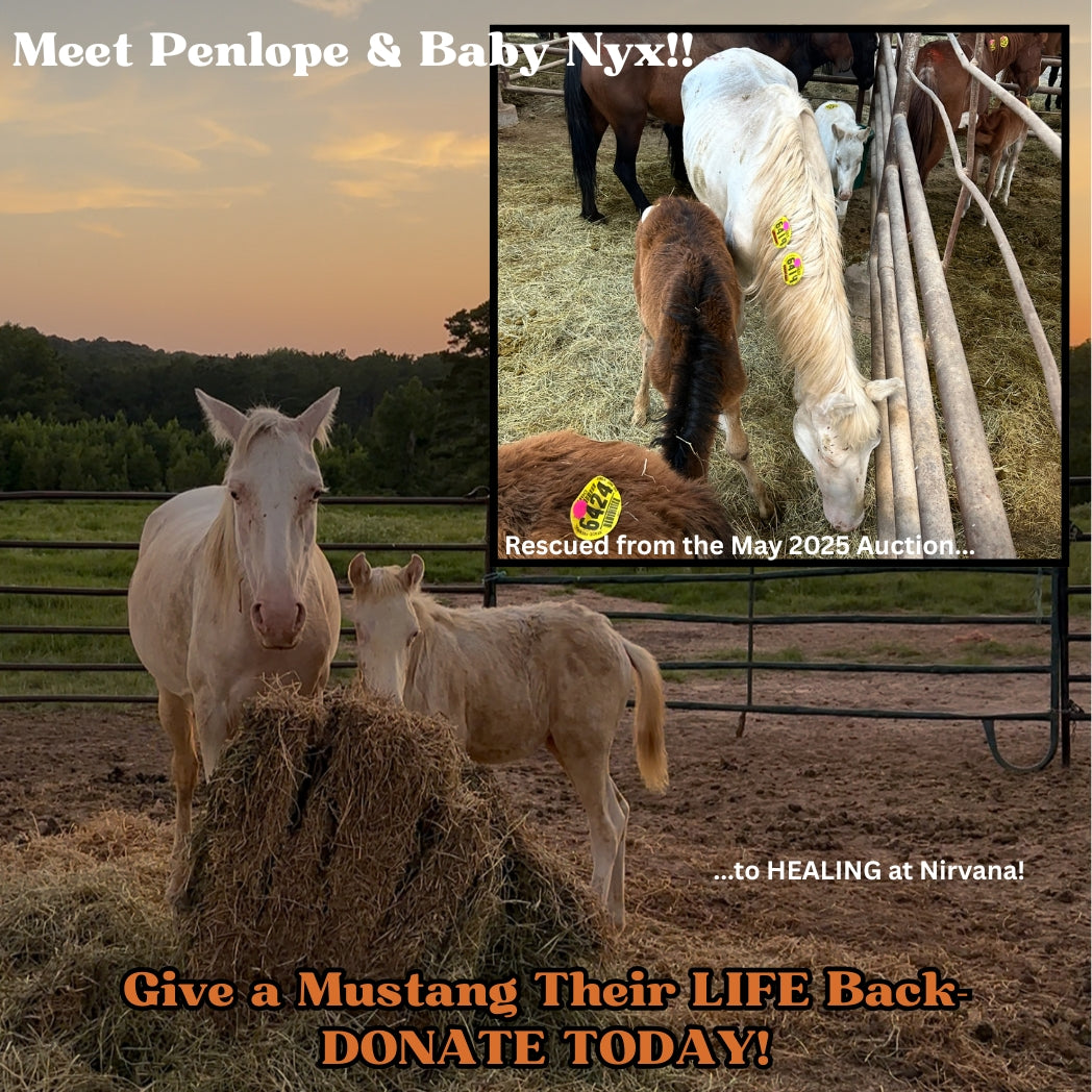 $3,100 in MONTHLY SPONSORSHIPS still needed to save 16 Mustangs from Kill Buyers at Auction!