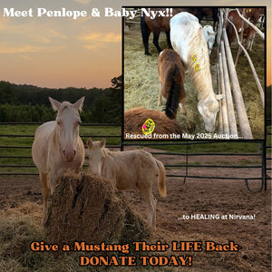 $3,100 in MONTHLY SPONSORSHIPS still needed to save 16 Mustangs from Kill Buyers at Auction!