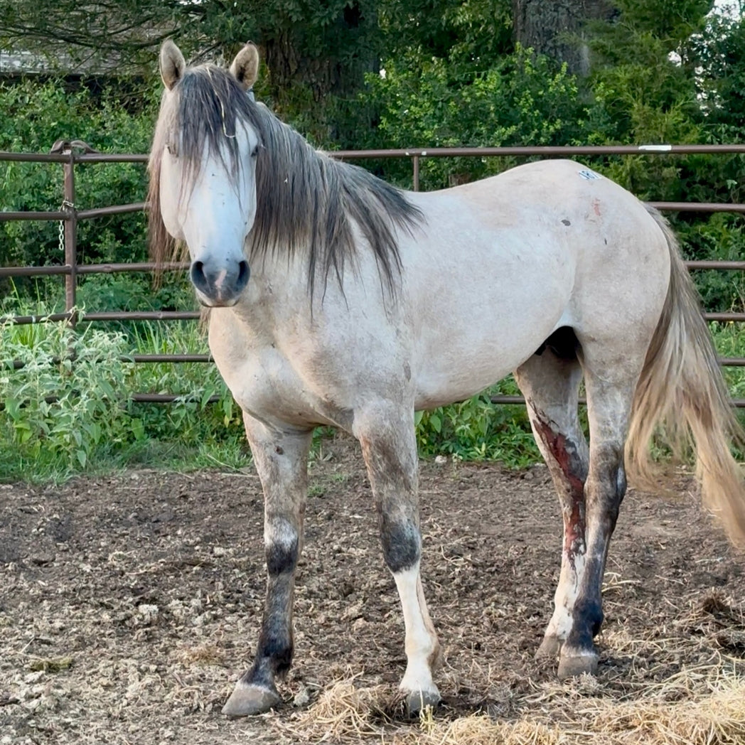 Stetson the Alpine