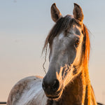 Load image into Gallery viewer, Spirit &amp; His Family
