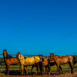 Load image into Gallery viewer, Spirit &amp; His Family
