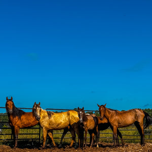 Spirit & His Family