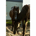 Load image into Gallery viewer, Spirit &amp; His Family
