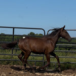 Load image into Gallery viewer, Spirit &amp; His Family
