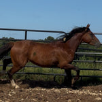 Load image into Gallery viewer, Spirit &amp; His Family
