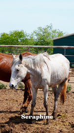 Load image into Gallery viewer, Want to stay connected with one of these lucky horses?!
