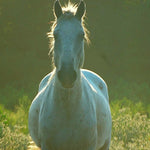 Load image into Gallery viewer, Harrison, a spotted grey reservation mustang, trotting toward the camera at golden hour
