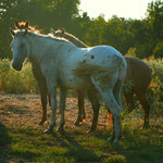 Load image into Gallery viewer, Harrison standing with his friends in the evening light at the sanctuary
