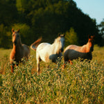 Load image into Gallery viewer, Harrison and two friends in the tall grass
