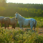 Load image into Gallery viewer, Harrison with his herd at sunset
