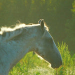 Load image into Gallery viewer, Harrison in profile with his mane lit gold
