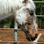 Load image into Gallery viewer, Harrison in the Bowie auction holding pens, April 2026
