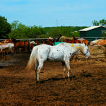 Load image into Gallery viewer, Harrison standing in the mud of the auction pens with a yellow tag, April 2026
