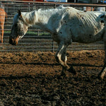Load image into Gallery viewer, Harrison, thin, walking through the muck of the auction pens, April 2026
