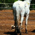 Load image into Gallery viewer, Harrison in the auction pens, April 2026
