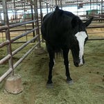 Load image into Gallery viewer, Bo in the indoor auction pens in Bowie, Texas, October 2026
