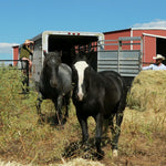 Load image into Gallery viewer, Bo stepping off the trailer at quarantine
