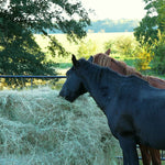 Load image into Gallery viewer, Bo safe at quarantine
