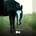 Load image into Gallery viewer, Bo, safe, October 2026
