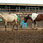 Load image into Gallery viewer, High Noon and Desperado together in the Bowie auction pens
