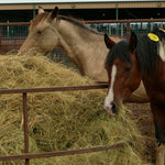 Load image into Gallery viewer, Desperado and High Noon side by side at the hay in the auction pens

