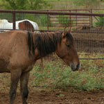 Load image into Gallery viewer, Dusty Rose in the Bowie auction pens after the sale
