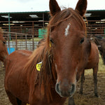 Load image into Gallery viewer, Ennis in the baby pen at the Bowie auction
