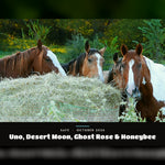 Load image into Gallery viewer, Uno, Desert Moon, Ghost Rose and Honeybee safe at the hay

