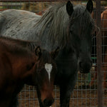 Load image into Gallery viewer, Moonrise and Echo together in the Bowie auction pens
