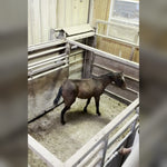 Load image into Gallery viewer, Echo alone in a pen by the sale ring after being separated from his mother
