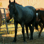 Load image into Gallery viewer, Moonrise and Echo reunited with their family
