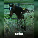 Load image into Gallery viewer, Echo, safe, October 2026
